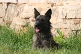 BOUVIER DES ARDENNES 390